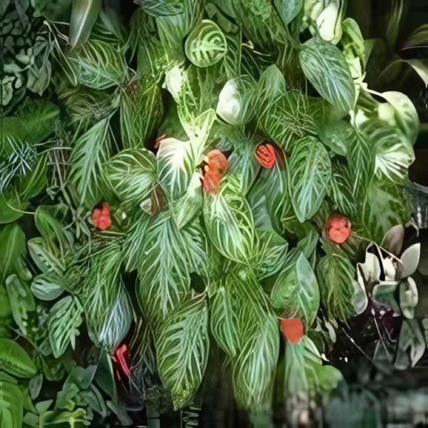 PHP-EPISCIA CUPREATA FROSTY - Image 2
