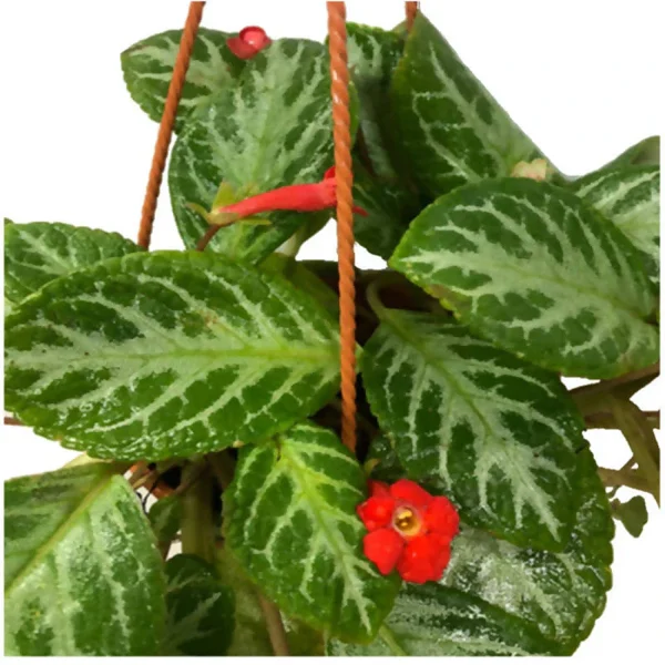 PHP-EPISCIA CUPREATA FROSTY - Image 4