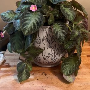 HP-EPISCIA LILACINA