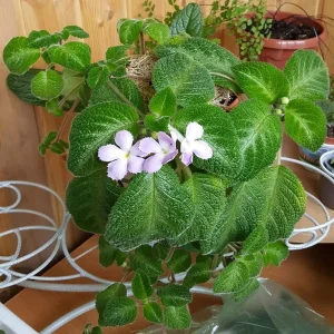HP-EPISCIA LILACINA