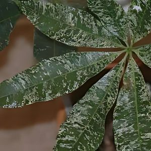 ERANTHEMUM ALBO MAGINATUM