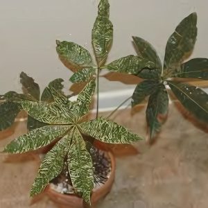 ERANTHEMUM ALBO MAGINATUM