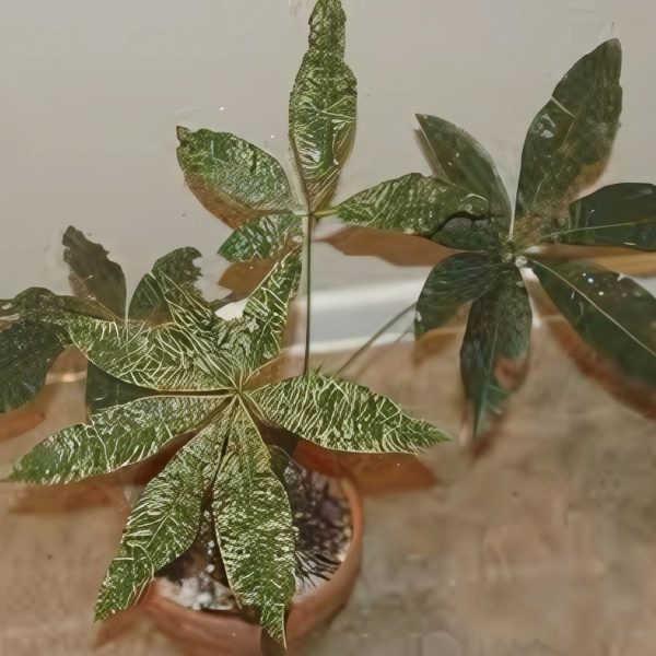 ERANTHEMUM ALBO MAGINATUM