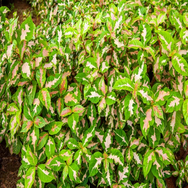 ERANTHEMUM BICOLOR - Image 3