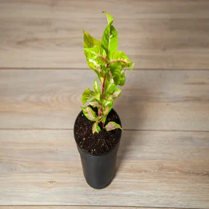ERANTHEMUM BICOLOR