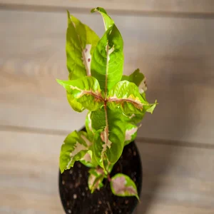 ERANTHEMUM BICOLOR