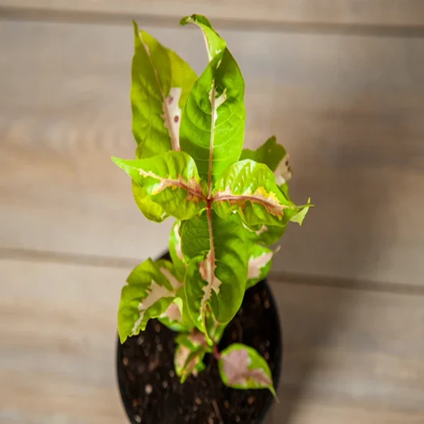 ERANTHEMUM BICOLOR - Image 2