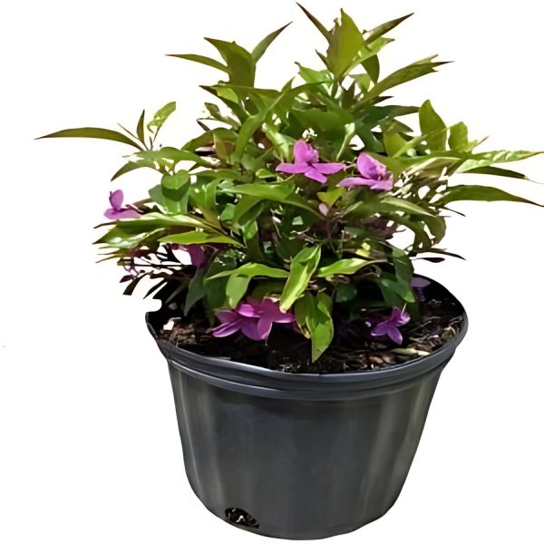 ERANTHEMUM LAXIFORUM