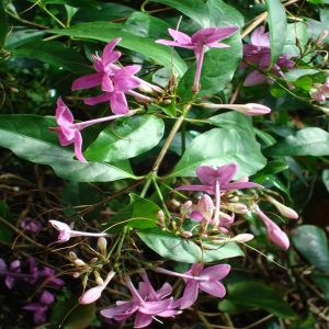 ERANTHEMUM LAXIFORUM
