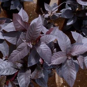 ERANTHEMUM NIGRUM