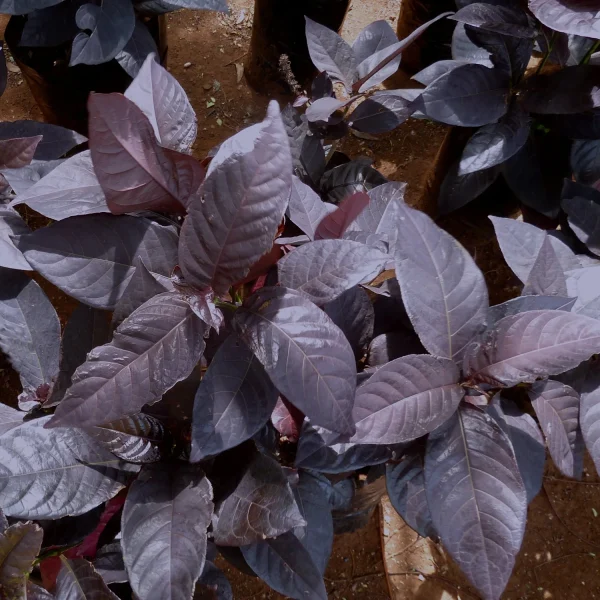 ERANTHEMUM NIGRUM - Image 2