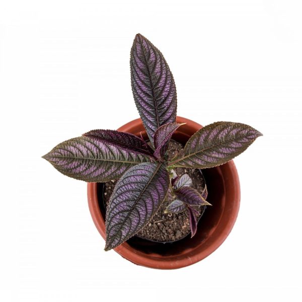 ERANTHEMUM NIGRUM - Image 3