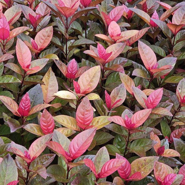 ERANTHEMUM TRICOLOR - Image 3