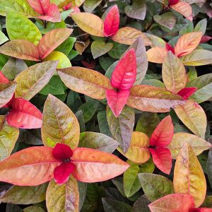 ERANTHEMUM TRICOLOR