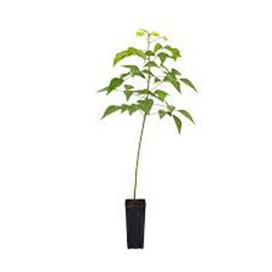 ERYTHRINA CRISTA GALLI