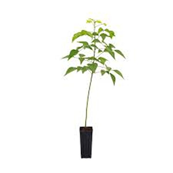 ERYTHRINA CRISTA GALLI - Image 2