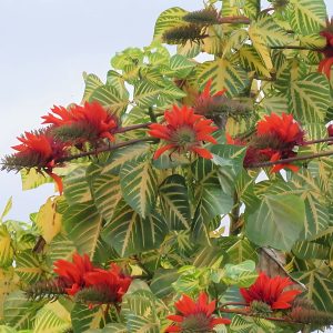 ERYTHRINA RESUPINATA