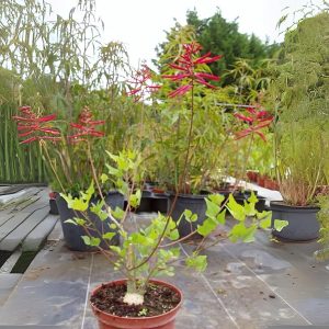 ERYTHRINA RESUPINATA