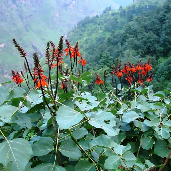 ERYTHRINA RESUPINATA - Image 3