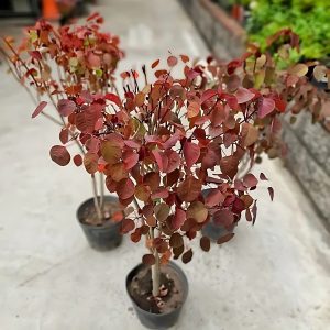 EUPHORBIA CONTIFOLIA