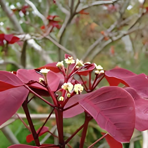 EUPHORBIA CONTIFOLIA - Image 4