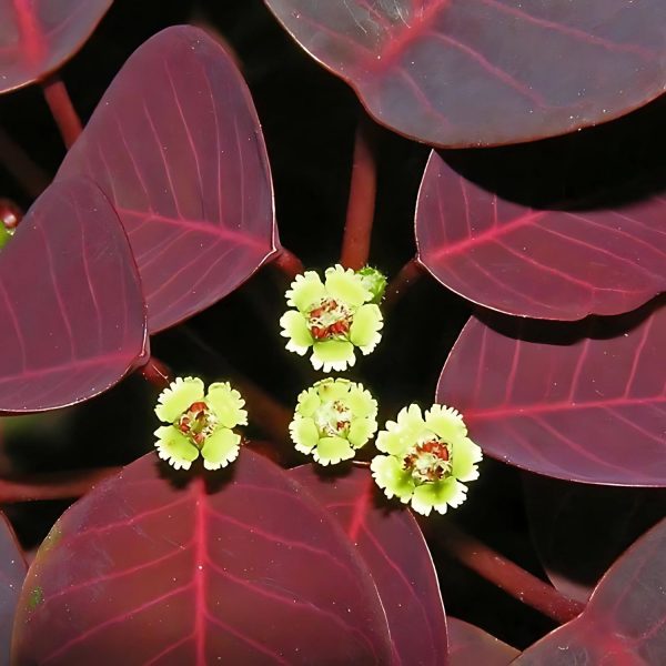 EUPHORBIA CONTIFOLIA - Image 3
