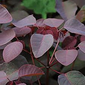 EUPHORBIA CONTIFOLIA