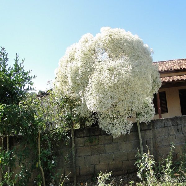 EUPHORBIA LEUCOCEPHALA - Image 3