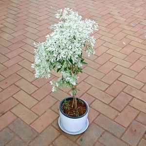 EUPHORBIA LEUCOCEPHALA