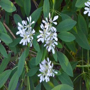 EUPHORBIA LEUCOCEPHALA