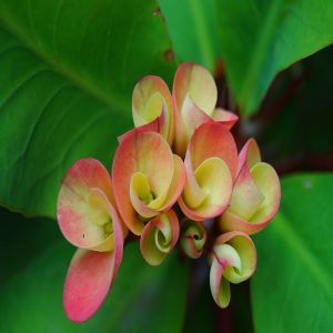 EUPHORBIA MILLII
