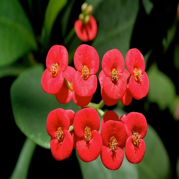EUPHORBIA MILLII - Image 3