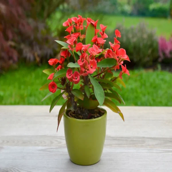 EUPHORBIA MILLII - Image 4