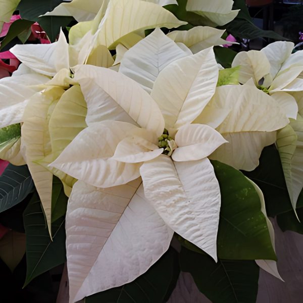 EUPHORBIA PULCHERRIMA ALBA - Image 4