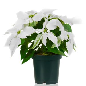 EUPHORBIA PULCHERRIMA ALBA