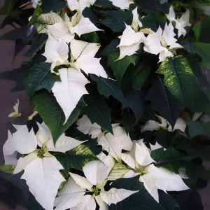 EUPHORBIA PULCHERRIMA ALBA