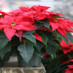 EUPHORBIA PULCHERRIMA DARK RED HEGG