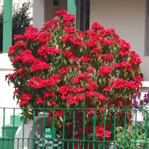 EUPHORBIA PULCHERRIMA LUTEA