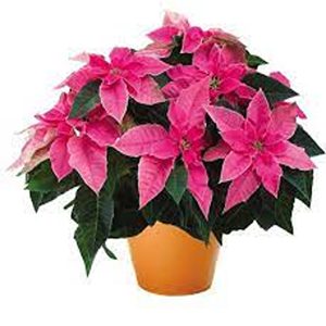 EUPHORBIA PULCHERRIMA ROSEA