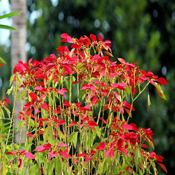 EUPHORBIA PULCHERRIMA - Image 3