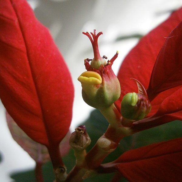 EUPHORBIA PULCHERRIMA - Image 4