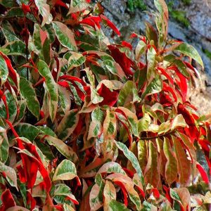 EXCOECORIA BICOLOR VARIEGATA
