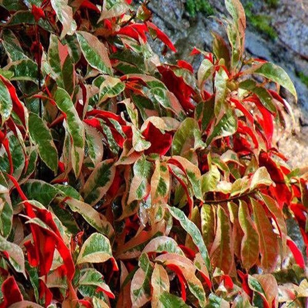 EXCOECORIA BICOLOR VARIEGATA - Image 2