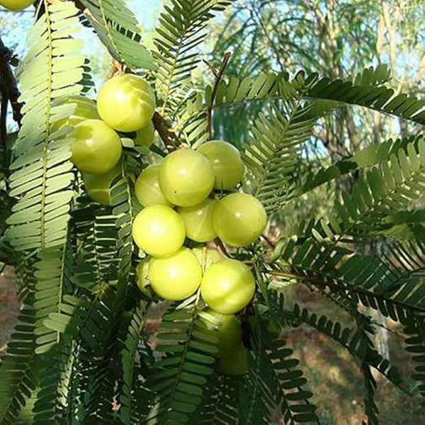 EMBLICA OFFICINALIS - Image 3