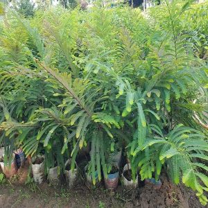 EMBLICA OFFICINALIS