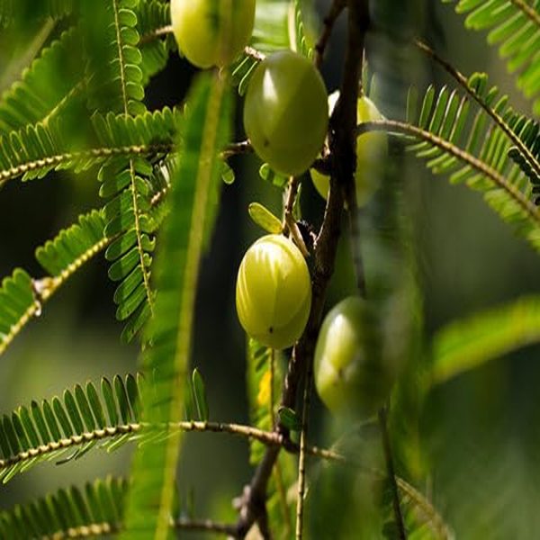 EMBLICA OFFICINALIS - Image 6
