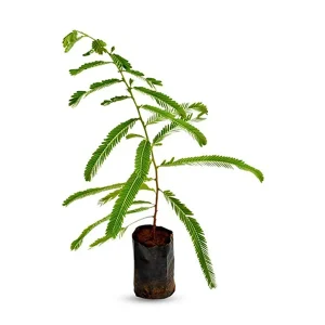 EMBLICA OFFICINALIS