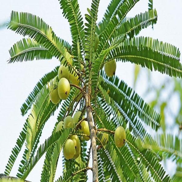 EMBLICA OFFICINALIS - Image 5