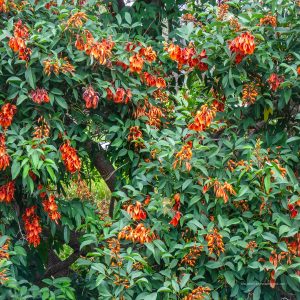 ERYTHRINA BLAKEI