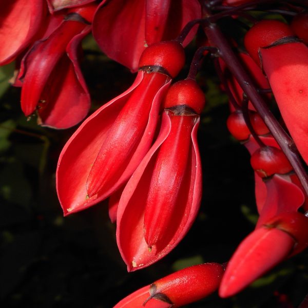 ERYTHRINA BLAKEI - Image 3